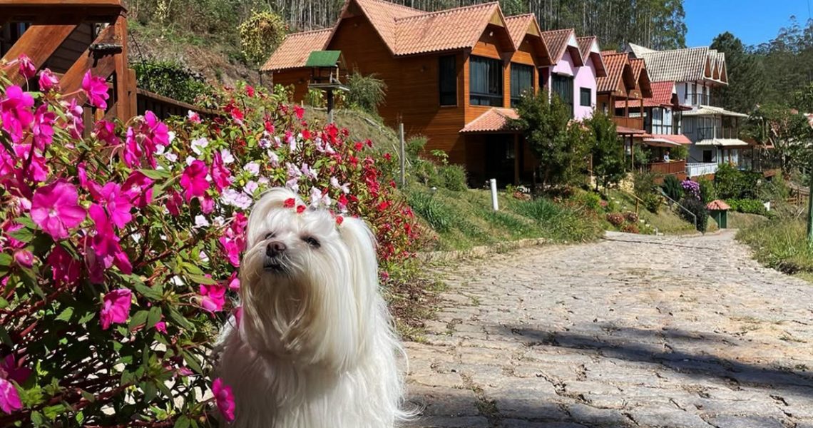 Seu pet é bem-vindo: negócios que abraçam essa tendência